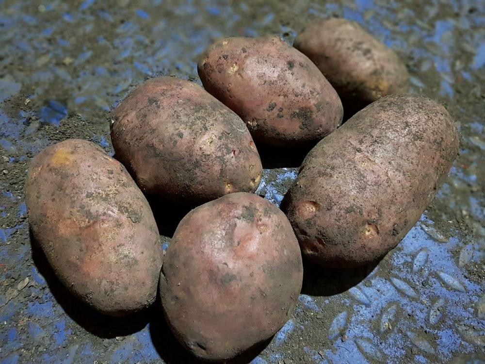 Картофель оптом от производителя, 10 руб/кг.