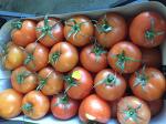 Срочно продам помидоры оптом 20 тонн (50 руб/кг)