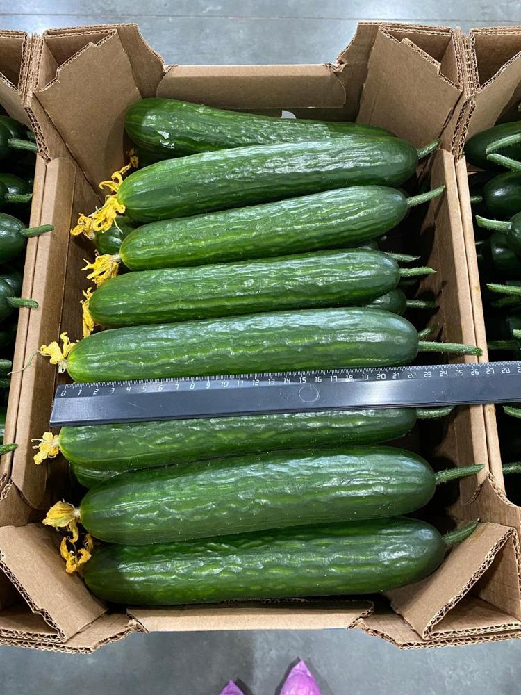 Тепличный Огурец Гладкий Мева Тепличный Огурец Гладкий Мева