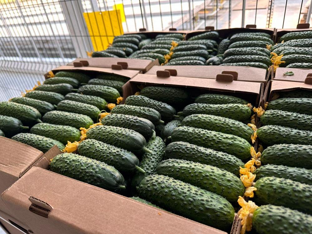 Огурец тепличный колючий короткоплодный Бъёрн Огурец тепличный колючий короткоплодный Бъёрн