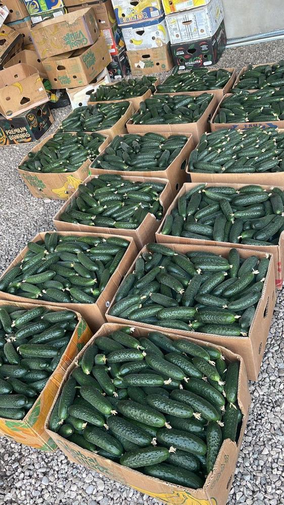 Огурец грунтовой колючий короткоплодный Огурец грунтовой колючий короткоплодный