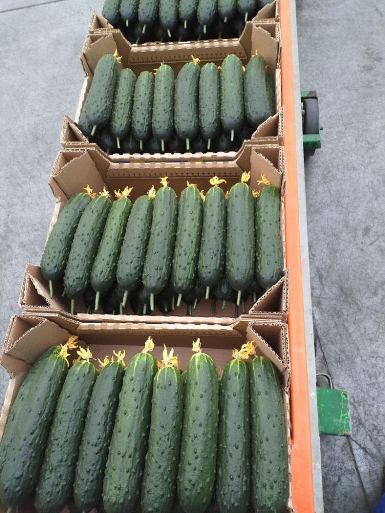 Огурец тепличный колючий среднеплодный Святогор Премиум Огурец тепличный колючий среднеплодный Святогор Премиум