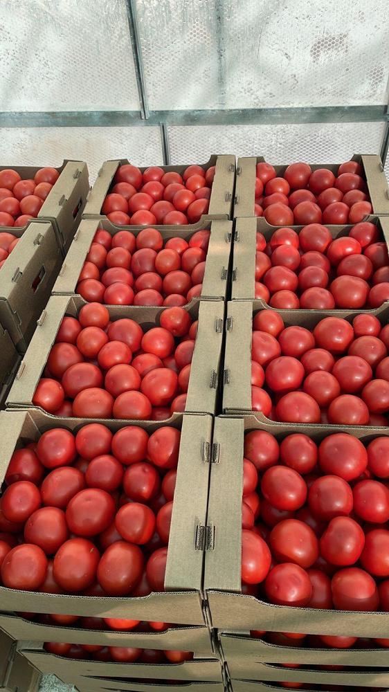 Томат розовый тепличный