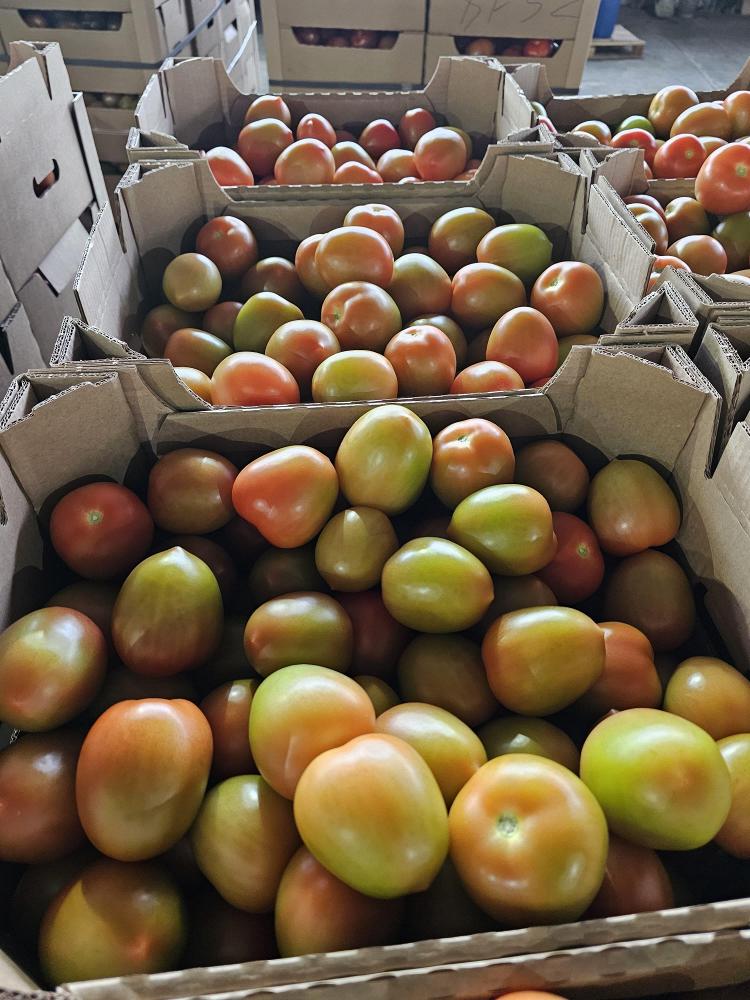 Томат сливовидный красный тепличный