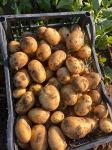 Картофель продовольственный оптом со склада - Раздел: Товары для садоводов и огородников