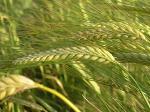 Семена озимой пшеницы краснодарской селекции - Раздел: Сельское хозяйство