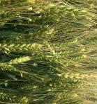 Семена озимой пшеницы донской селекции - Раздел: Сельское хозяйство
