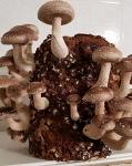Мицелий гриба Шиитаке - Раздел: Сельское хозяйство