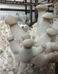 Мицелий гриба Эринги - Раздел: Сельское хозяйство