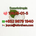 cas 12629-01-5 high quality Somatotropin fast shipping