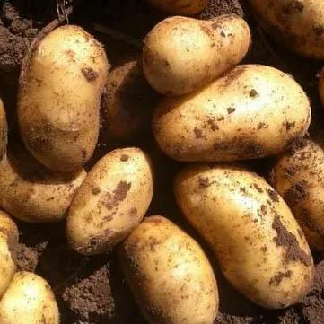 Свежий урожай на долгое хранение оптом в Алтайском крае