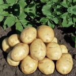 Алтайский картофель оптом для готовки, сушки, чипсов и фри