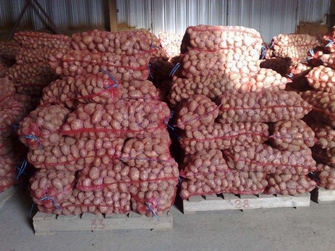 Продажа картофеля оптом из Белоруссии от производителя