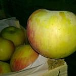 Продам оптом яблоки белорусские от ПРОИЗВОДИТЕЛЯ