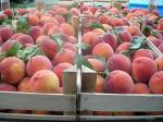 Продажа персика и нектарина оптом 50+ 65+