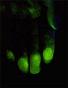 Фотолюминесцентные аэрозольные краски (650 мл)