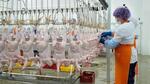 В Дагестане открылось предприятие по переработке мяса птицы