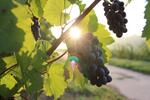 С начала года в Севастополе заложили более 363 га виноградников