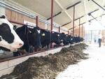 В Удмуртии открыта новая молочная ферма