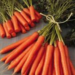 Национальный союз производителей плодов и овощей ожидает снижения цен на морковь