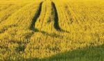 Урожайность озимой пшеницы в Липецкой области выше прошлогодней на 43%, ячменя на 25%