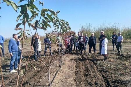 Краснодарские ученые создали сорт черешни, чьи плоды в полтора раза больше обычных