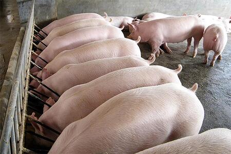 Прибыль в свиноводстве падает, нужен экспорт мяса.