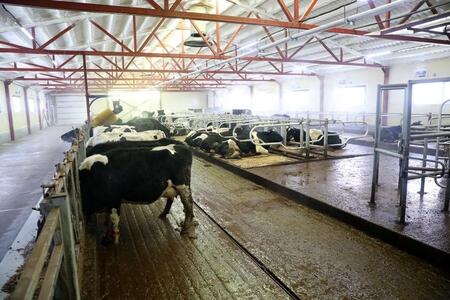 В Курганской области открылись две новые роботизированные молочные фермы