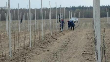 В Брасовском районе Брянской области на 35 гектарах посадили яблоневый сад