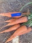 Морковь столовая оптом оптом в Кемерово