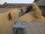 Зерно пшеницы оптом 4 кл с элеватора 9500 р/1т