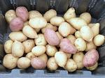 Картофоель семенной