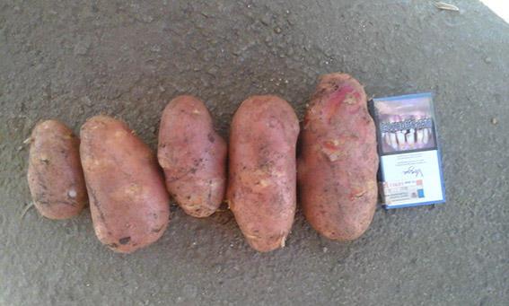Картофель оптом. Урожай 2016 года.