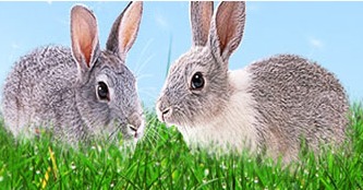 Поголовье кроликов
