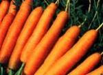 Морковь сорт Торрo