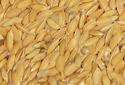 Рис-сырец, продукция мукомольно-крупяная, макаронная