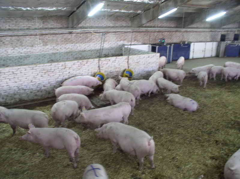 Куплю свинину живую. Поросята живым весом в Ополье купить. Свинья в Украине купить.