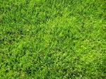 Газоная трава