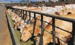 Премикс для высокопродуктивных коров и быков-производителей