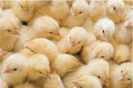 Комбикорм РОСТ для цыплят-бройлеров в возрасте от 10-28 дней Россия, Краснодарский край, Тимашевск продажа, купить.
