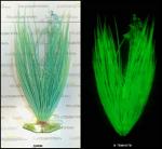 Декор для аквариумов пластиковый люминесцентный Куст травы 3