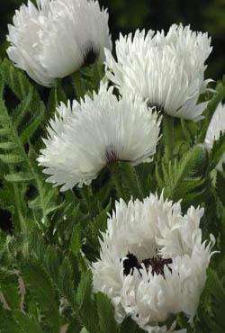 Корень мака White Ruffles Корень мака White Ruffles