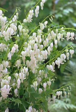 Корни дицентры Spectabilis Alba Корни дицентры Spectabilis Alba