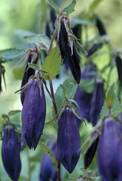 Корни колокольчика Purple Sensation Корни колокольчика Purple Sensation