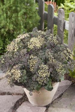 Корни очиток Sedum Twinkle Star