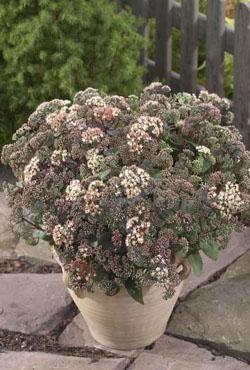Корни очиток Sedum Moonlight Serenade Корни очиток Sedum Moonlight Serenade