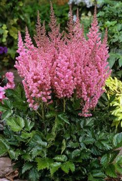 Луковицы цветов Astilbe Pink