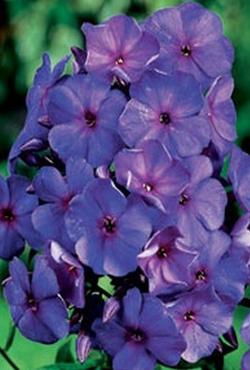 Луковицы цветов Phlox paniculata Amethyst