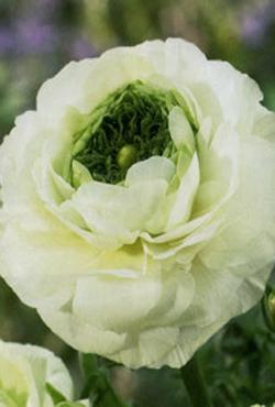 Луковицы цветов Ranunculus Mirabelle Vert White