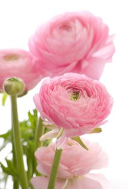 Луковицы цветов Ranunculus Pink